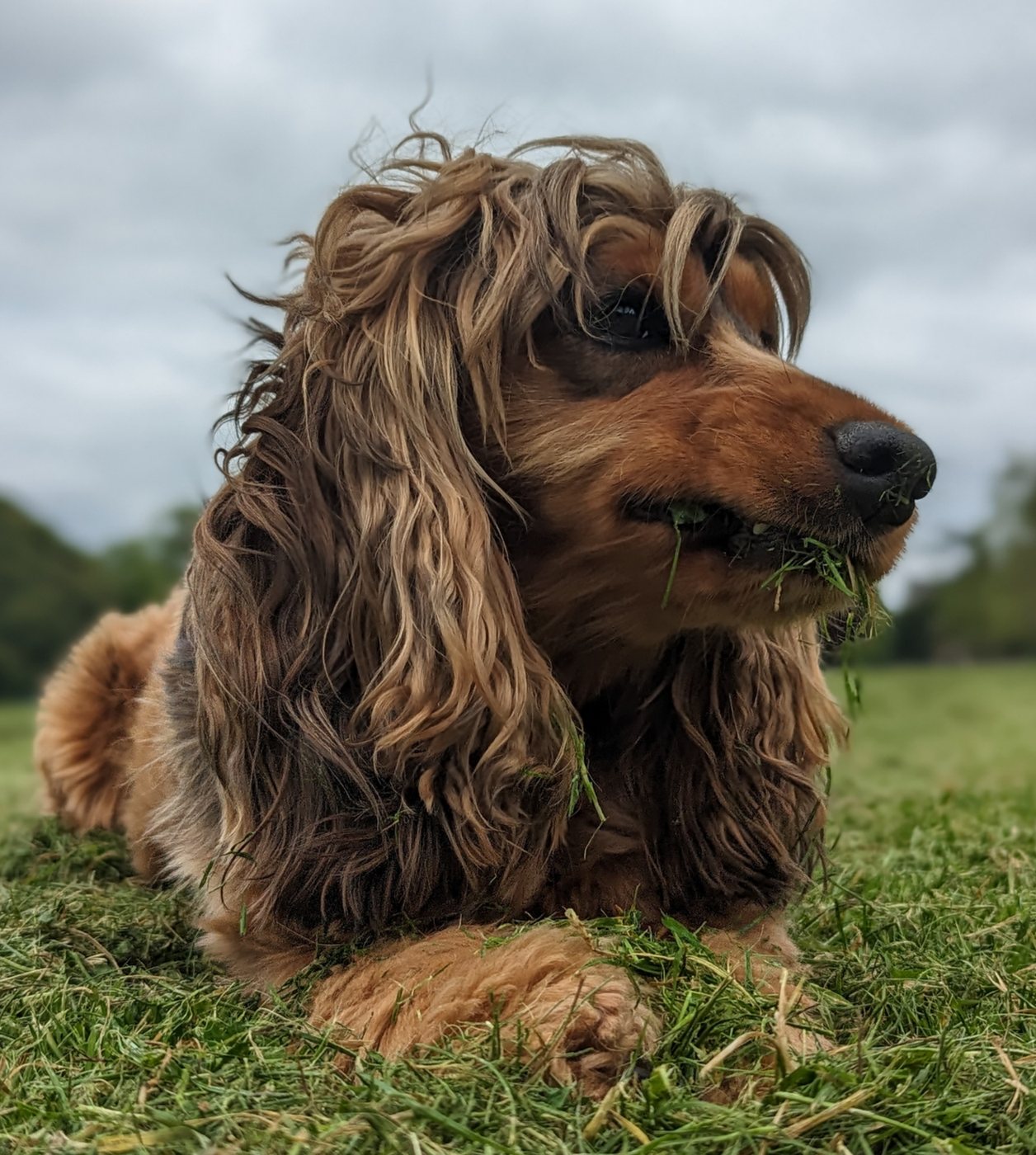 Artie lying on a lawn under a grey sky with a mouthful of grass.
