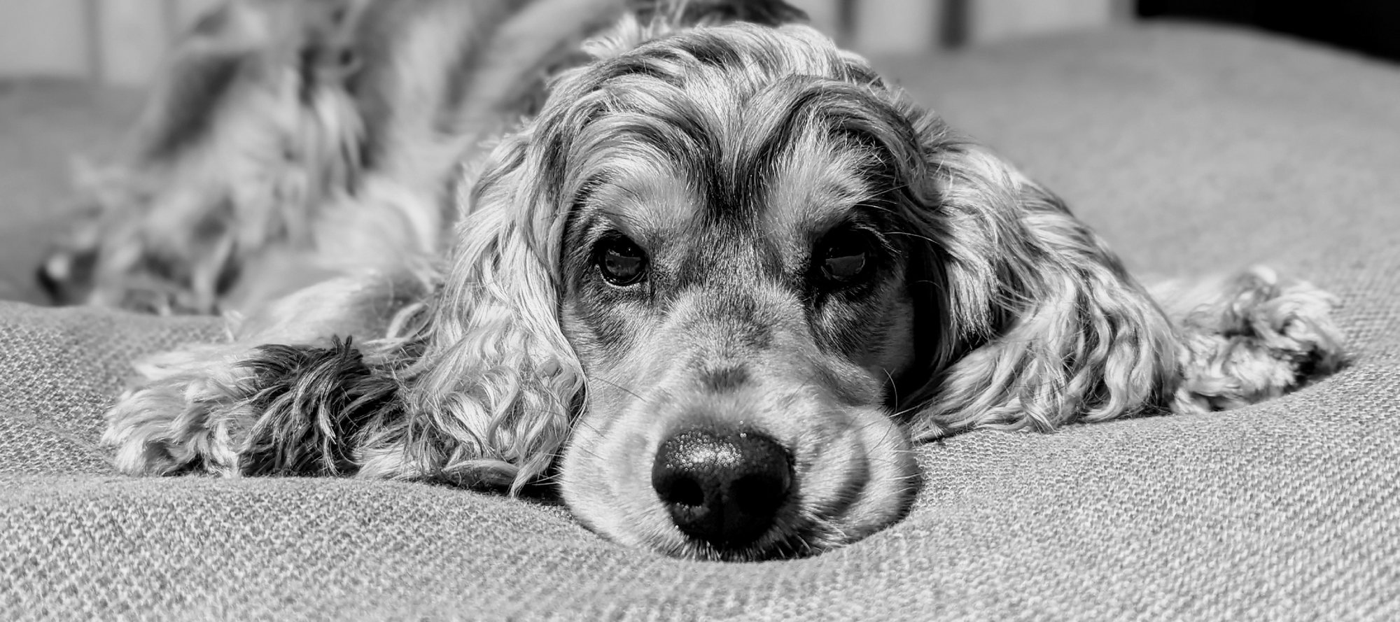 Artie, a golden cocker-spaniel-shaped teddy bear, lying flat on a sofa with her chin on the cushion, in black and white.