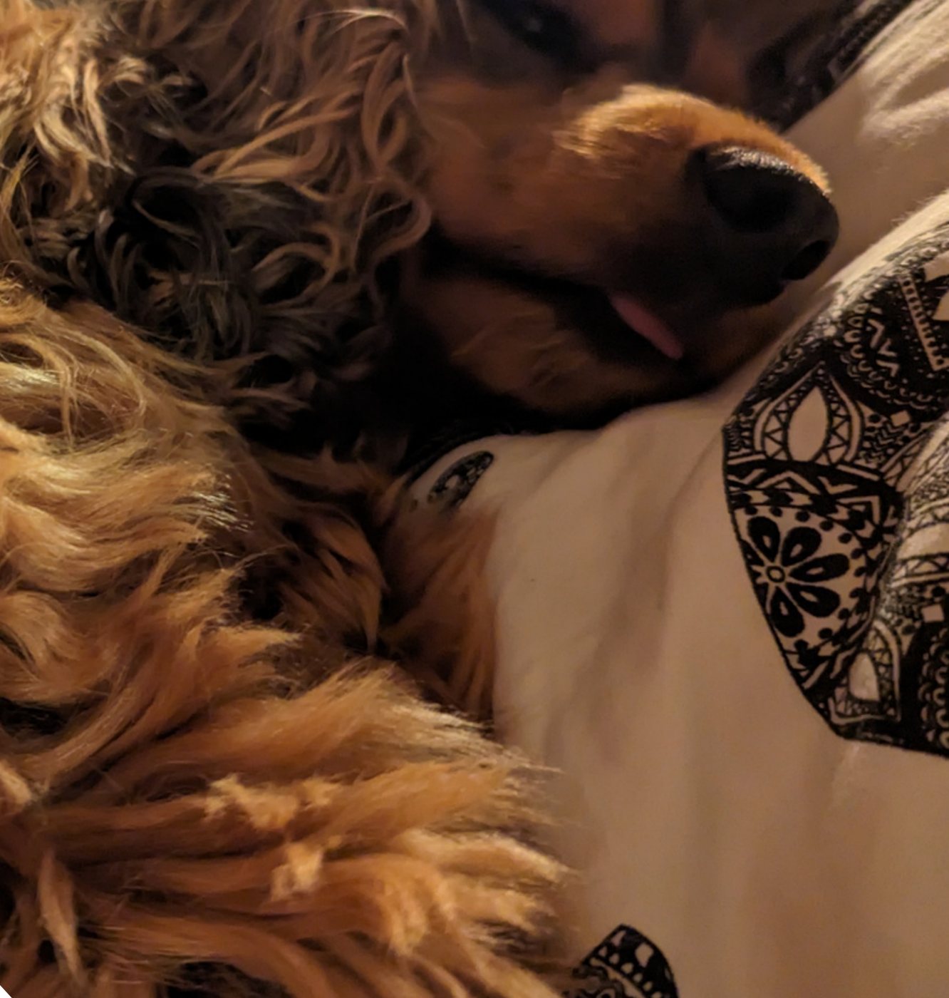 Artie lying on a bed with her head on a patterned pillow, tongue just poking out.