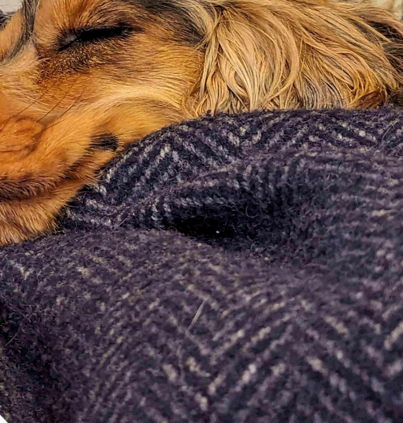Artie fast asleep, nose poking out of a navy herringbone blanket.