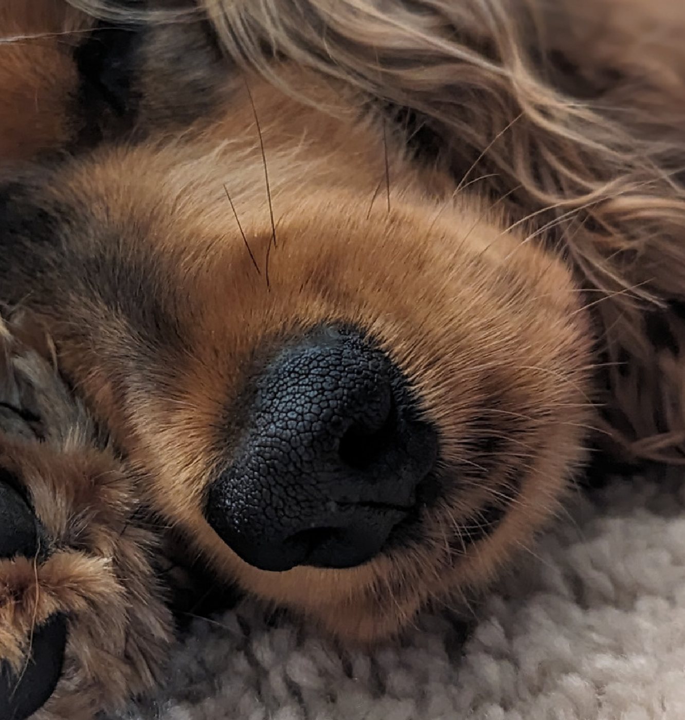 Artie asleep on a cream rug with one paw tucked under her nose.