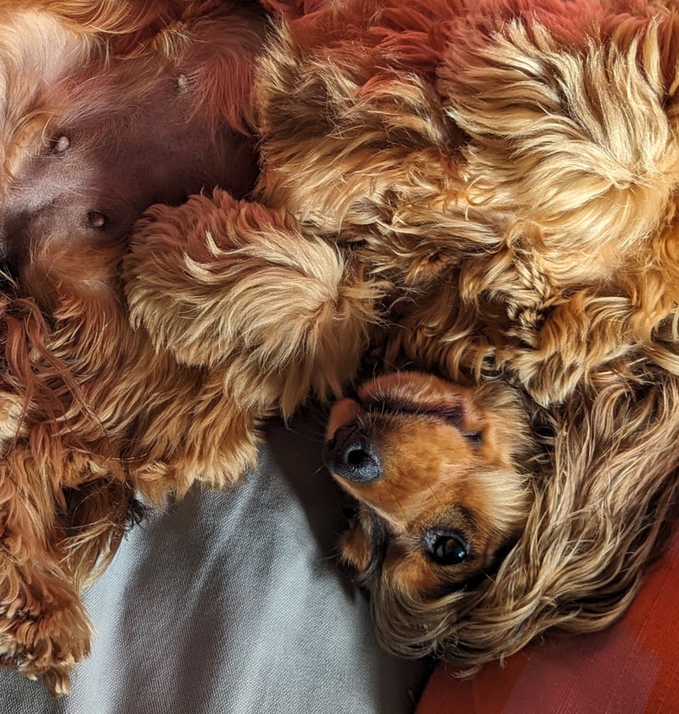 Artie flopped upside down on a grey sofa, belly up, looking at the camera.