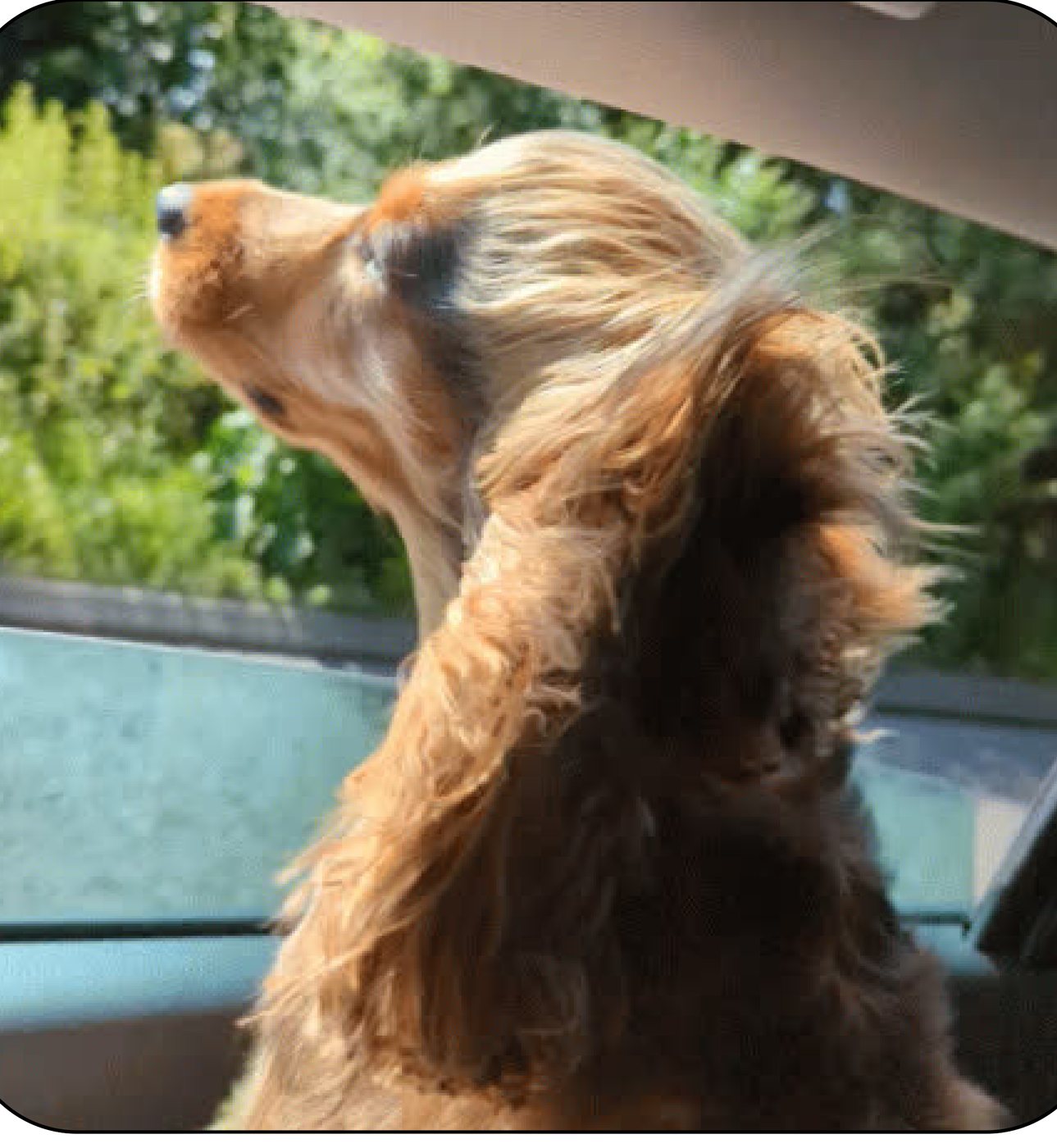 Artie in the back of a car, gazing out of the window at the trees.