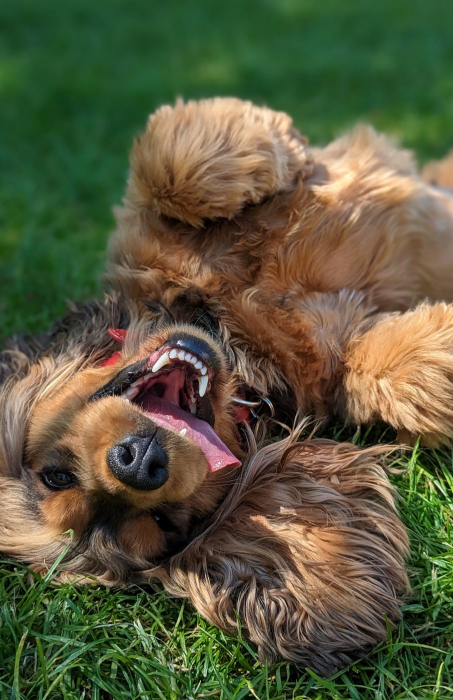 Artie rolling on her back in the grass, grinning upside down with her paws in the air.