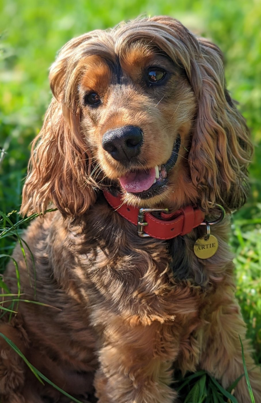 Artie sitting in long grass in the sun, tongue out, wearing a red collar with a brass name tag.